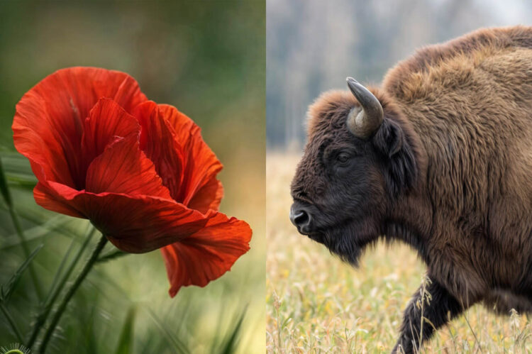 Split view of a red poppy flower and a bison, symbolizing nature-inspired luxury hotel room design.
